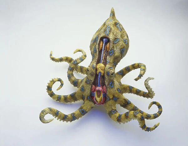 Model of Blue-ringed Octopus with legs curling, cross-section showing orange venom glands and duct