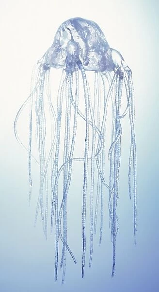 Model of a box jellyfish