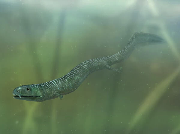 Model of extinct Crassigyrinus swimming underwater