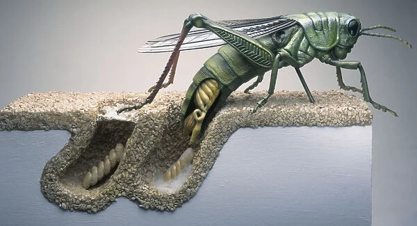 Model female grasshopper laying eggs