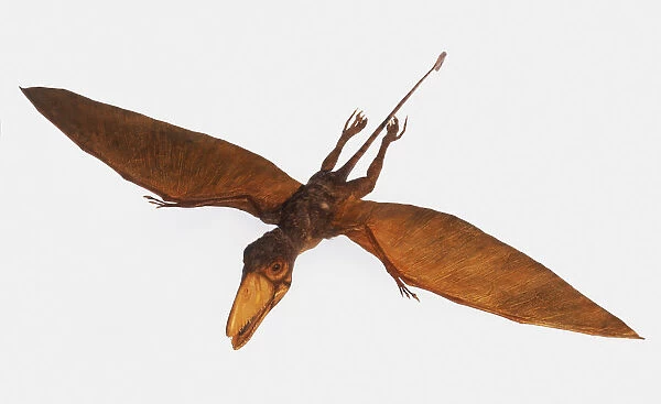 Model of flying Dimorphodon dinosaur, viewed from above