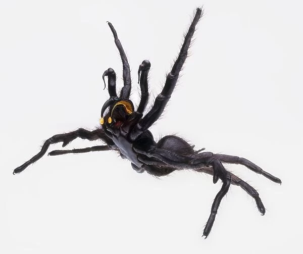Model of Funnel web spider (Hadronyche sp. ) ready to attack