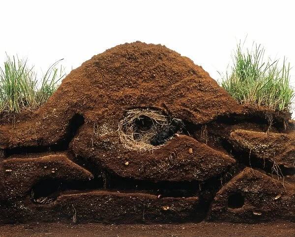Model of a mole burrow, cross-section