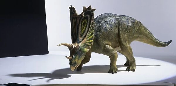 Model of Pentaceratops dinosaur