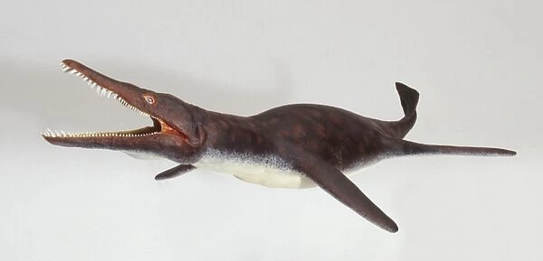 Model of Pliosaurus, an extinct Mesozoic era marine reptile