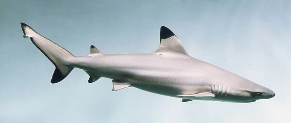 Model of a Shark (Selachimorpha), side view