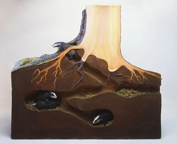 A model showing Badgers (Meles meles) inside tunnels beneath trees