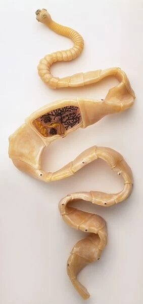 Model of tapeworm showing reproductive organs in cross section