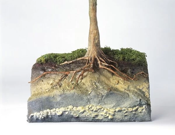 Model of a trees roots