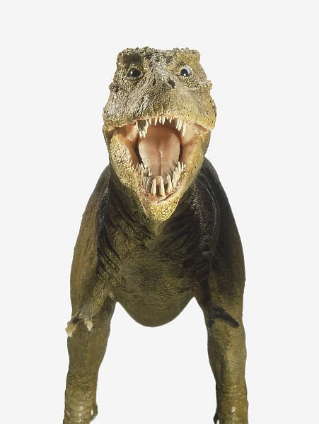 Model of Tyrannosaurus Rex with mouth open showing teeth, front view