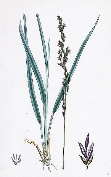 Molinia caerulea, Purple Melic-grass