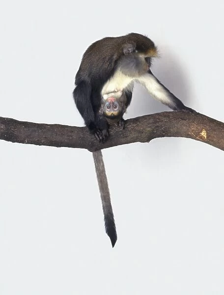 Mona monkey (Cercopithecus mona) sitting on branch with baby clinging to belly
