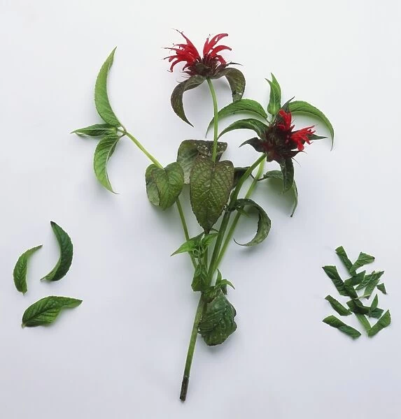 Monarda didyma, Bergamot, leaves and flowers
