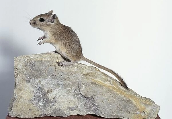 Mongolian gerbil (Meriones unguiculatus) standing on a rock, side view