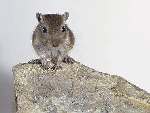 Mongolian gerbil (Meriones unguiculatus) perching on a rock, close-up, front view