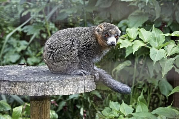 Mongoose lemur (Eulemur mongoz) perching on wooden disc