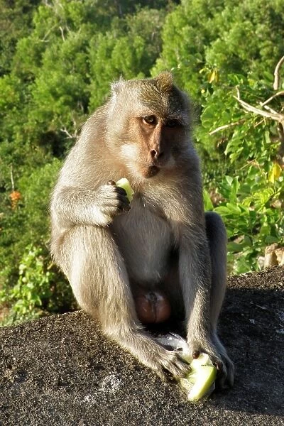 Monkey. Bali. Indonesia