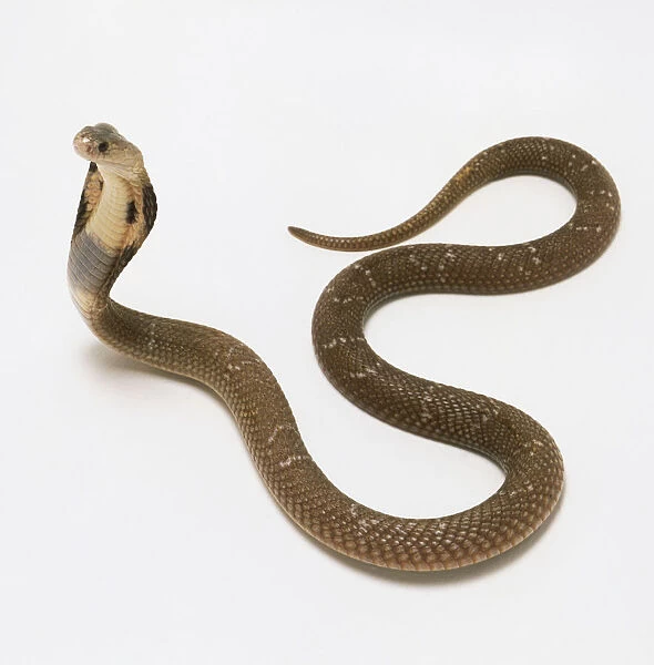 Monocled Cobra spreading the hood to make the head look larger. The snake is light brown with pale flecks on the scales