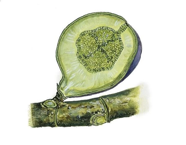 Moraceae Section of syconium of Common fig Ficus carica, illustration