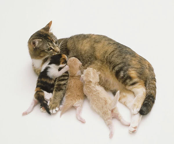 Mother cat suckling her young kittens