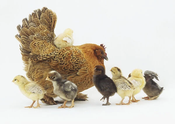 Mother hen (Gallus gallus) with six yellow and black chicks walking by her side and another chick sitting on her back, side view