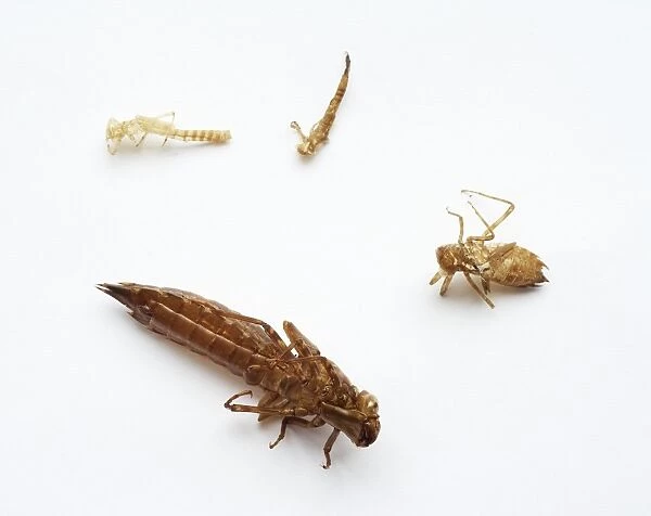 Moulted insect skins, including dragonfly and damselfly