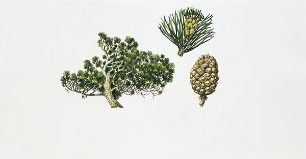 Mountain Pine (Pinus mugo), illustration
