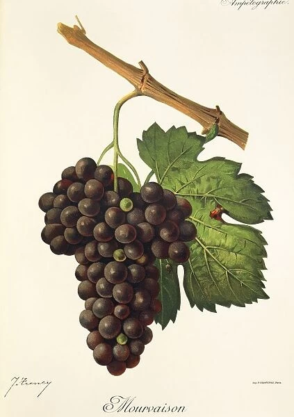 Mourvaison grape, illustration by J. Troncy
