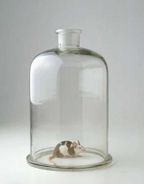 Mouse in glass jar