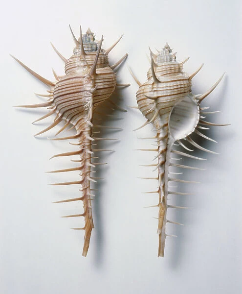 Murex troscheli, Troschels Murex Shell, spine covered, club-shaped, long straight siphonal canal