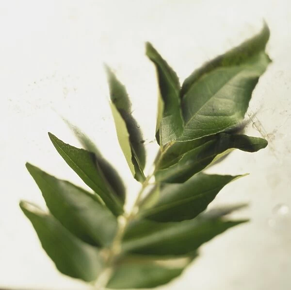 Murraya koenigii, Curry-leaf Tree, green curry leaf sprig, gradually defocused towards front