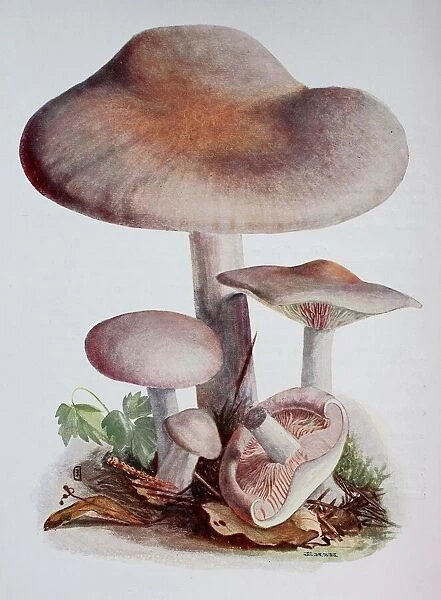 Murril, tricholoma bicolor, digital reproduction of an ilustration of Emil Doerstling