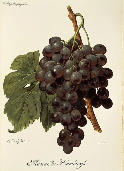 Muscat de Hamburgh grape, illustration by A. Kreyder