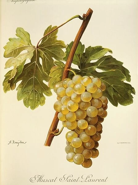 Muscat Saint-Laurent grape, illustration by A. Kreyder