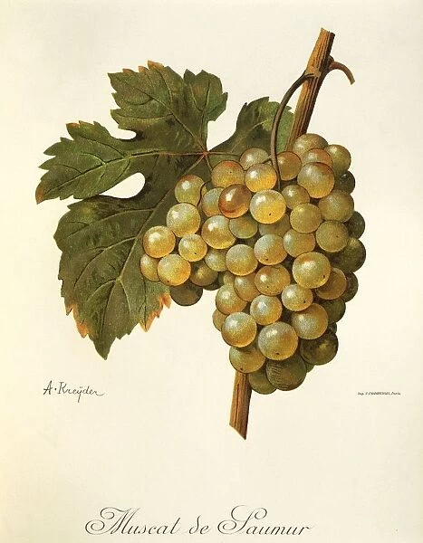 Muscat de Saumur grape, illustration by A Kreyder