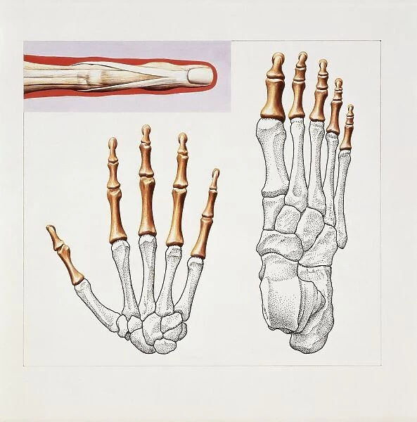 Musculoskeletal (locomotor) system, skeleton, hand and foot, drawing