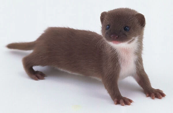 Mustela nivalis (Weasel, least weasel). Family Mustelidae. Baby weasel, on all fours