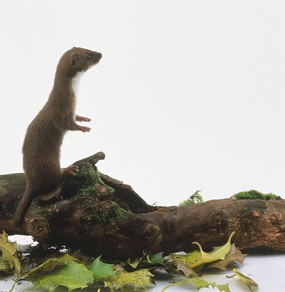 Mustela nivalis (Weasel, least weasel). Family Mustelidae. Weasel standing upright on moss-covered log