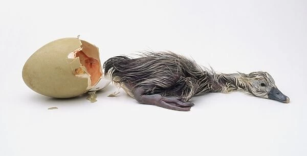 Mute swan (Cygnus olor) hatchling beside cracked egg
