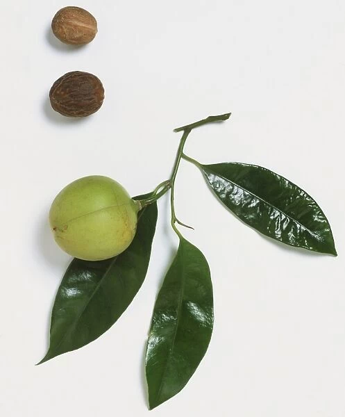 Myristica fragrans, Nutmeg and Mace leaves and fruit at three different stages of ripeness