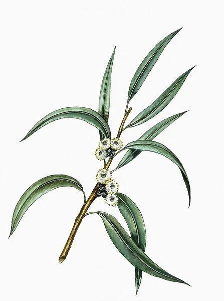 Myrtaceae, Leaves and flowers of Manna Gum Eucalyptus viminalis, illustration