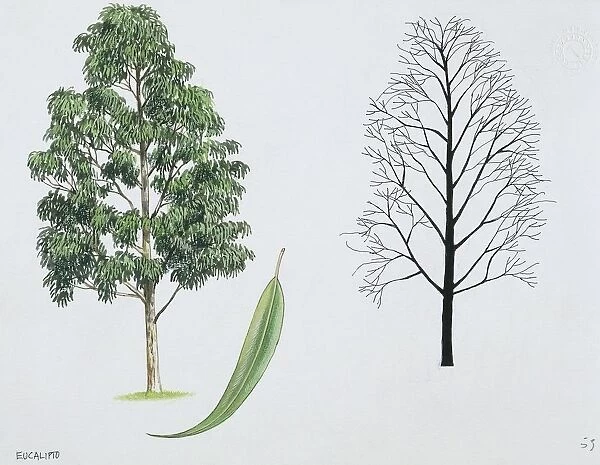 Myrtaceae - Tasmanian Blue Gum Eucalyptus globulus, illustration