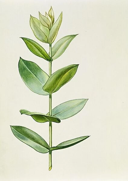 Myrtaceae Young leaves of Blue Gum Eucalyptus globulus, illustration