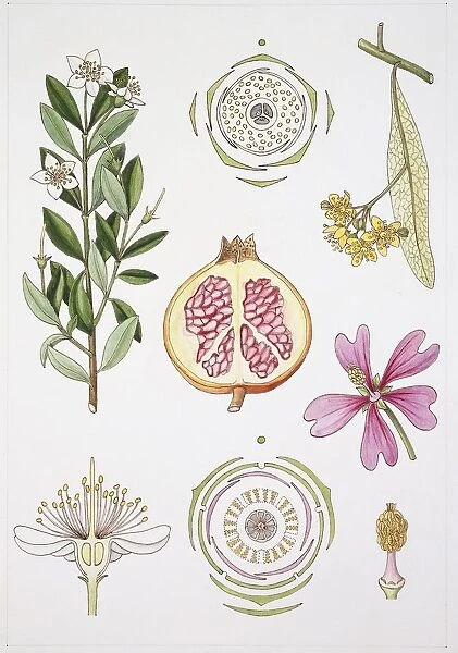 Myrtales and Malvales, illustration
