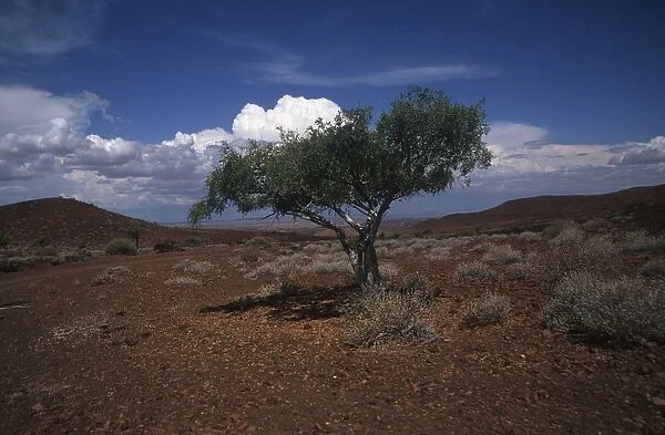 Namibia, Damaraland Wilderness Area, tree in desert