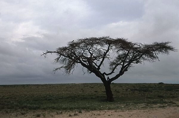 Namibia, Etosha National Park, acacia in the desert