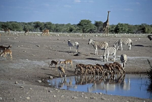 Namibia, Etosha National Park, animals drinking at Chudob watering hole, springboks, zebras, and a giraffe in the background