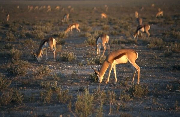Namibia, Etosha National Park, Springbok (Antidorcas marsupialis) grazing on semi-arid plain at sunset