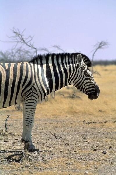 Namibia. Etosha National Park. Zebra