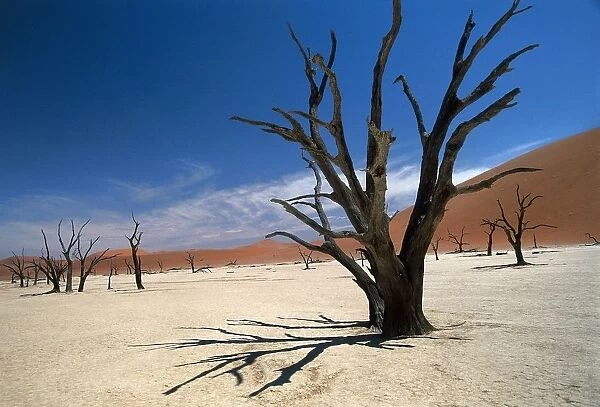 Namibia, Sossusvlei, Namib-Naukluft National Park, Acacia trunks in dried out lake Dead Vlei